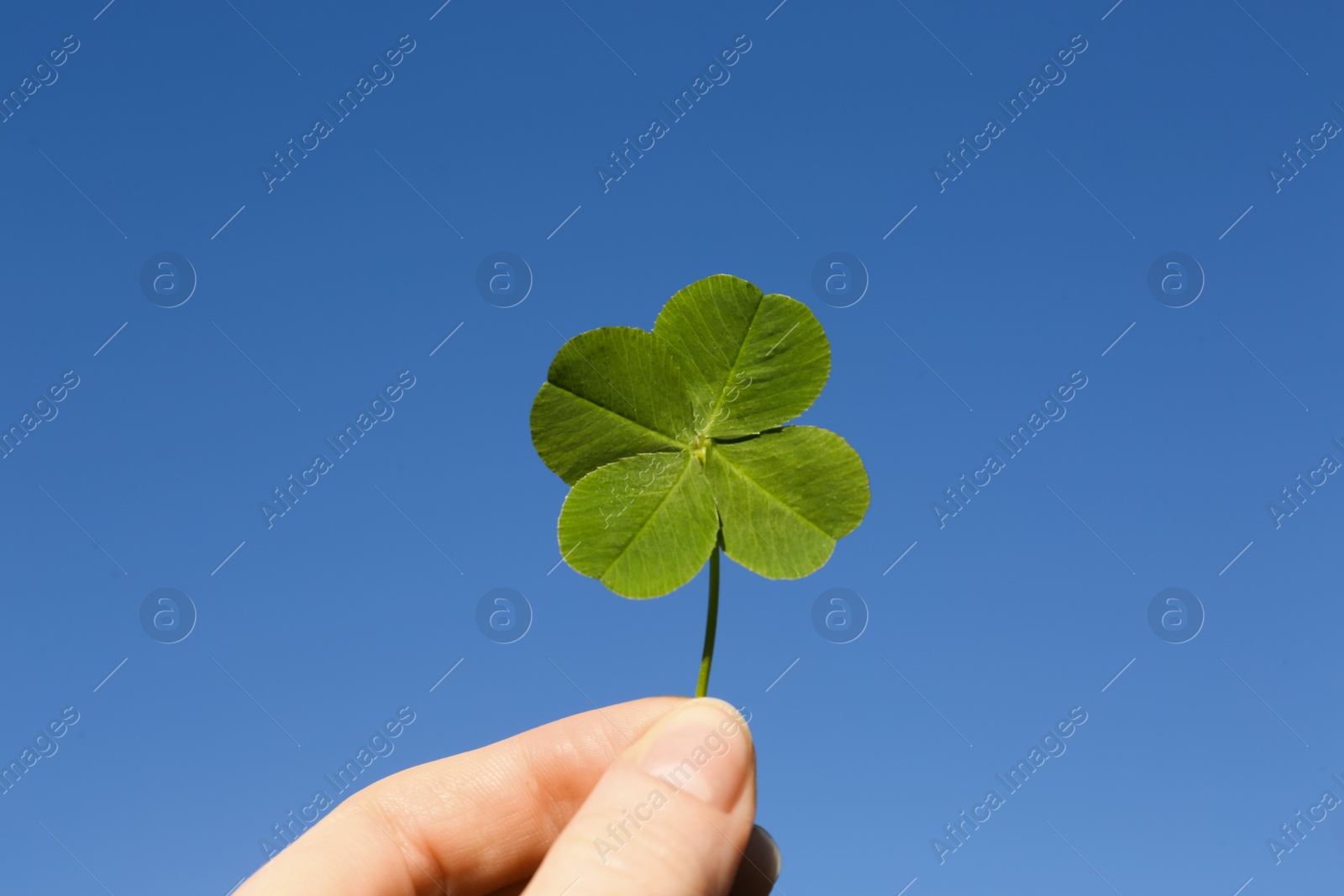 Photo of Woman holding one beautiful green clover leaf against blue sky, closeup