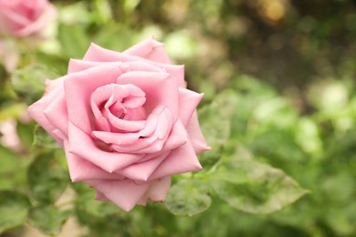 Photo of Beautiful pink rose flower blooming outdoors, closeup. Space for text