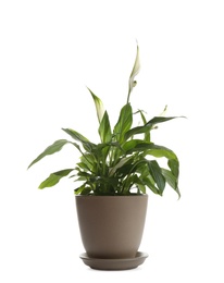 Photo of Peace lily in pot isolated on white