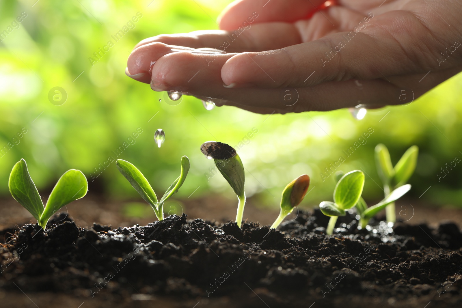 Photo of Woman watering young vegetable seedlings outdoors, closeup