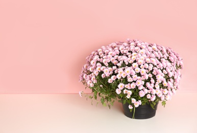 Beautiful potted chrysanthemum flowers on table against color background. Space for text