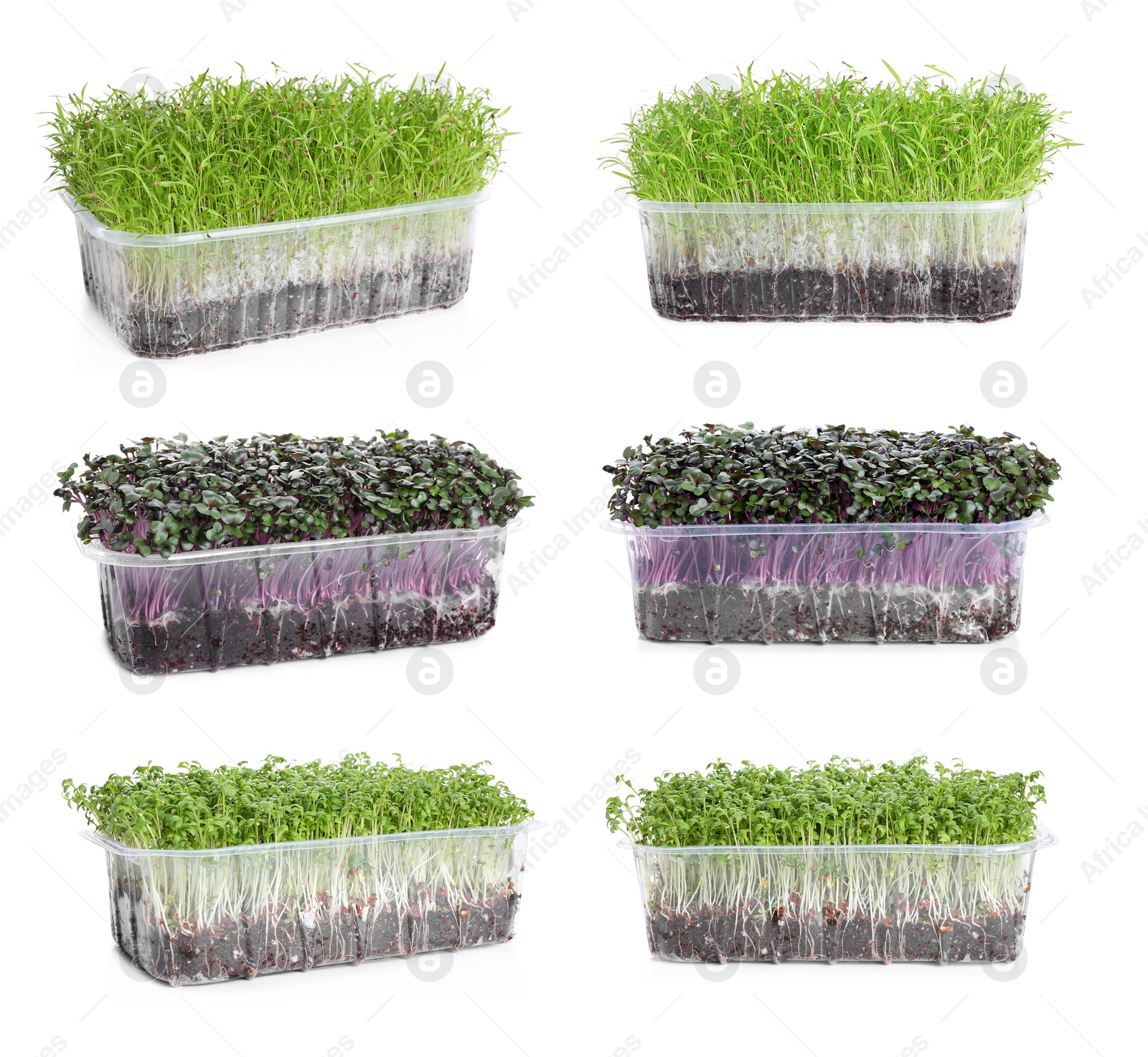 Image of Set of different fresh microgreens on white background