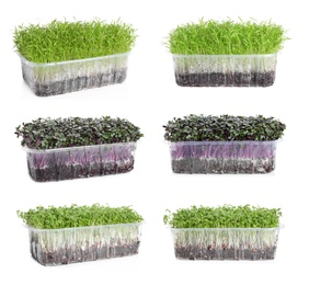 Image of Set of different fresh microgreens on white background