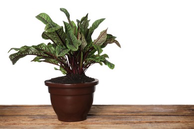 Photo of Sorrel plant in pot on wooden table against white background