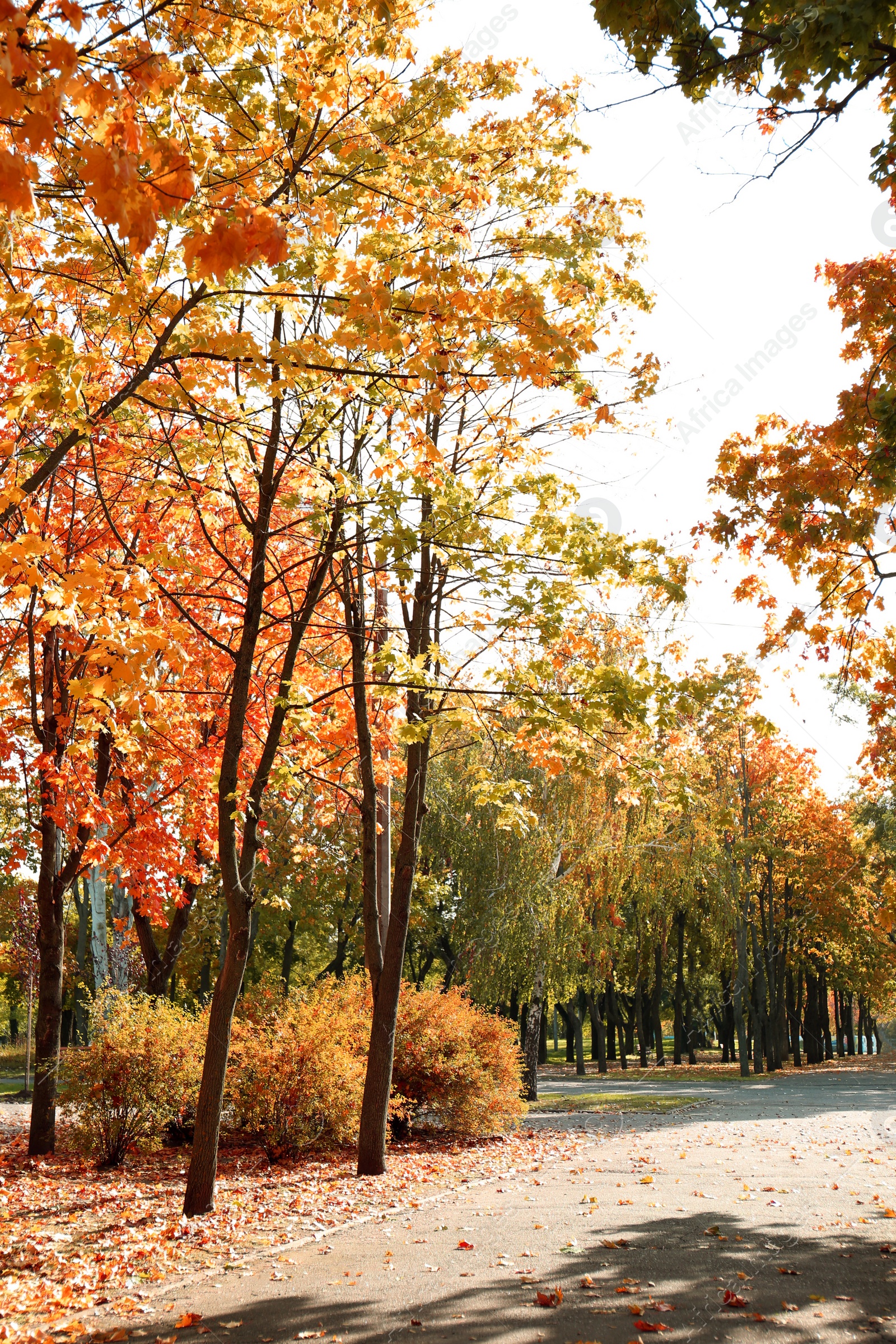 Photo of Beautiful view of autumn park on sunny day