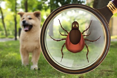 Image of Cute dog outdoors and illustration of magnifying glass with tick, selective focus