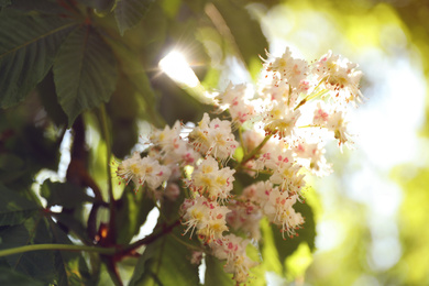 Closeup view of blossoming chestnut tree outdoors on sunny spring day