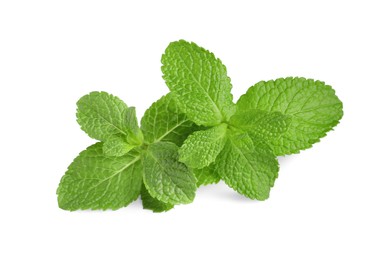 Photo of Fresh mint plant with green leaves isolated on white