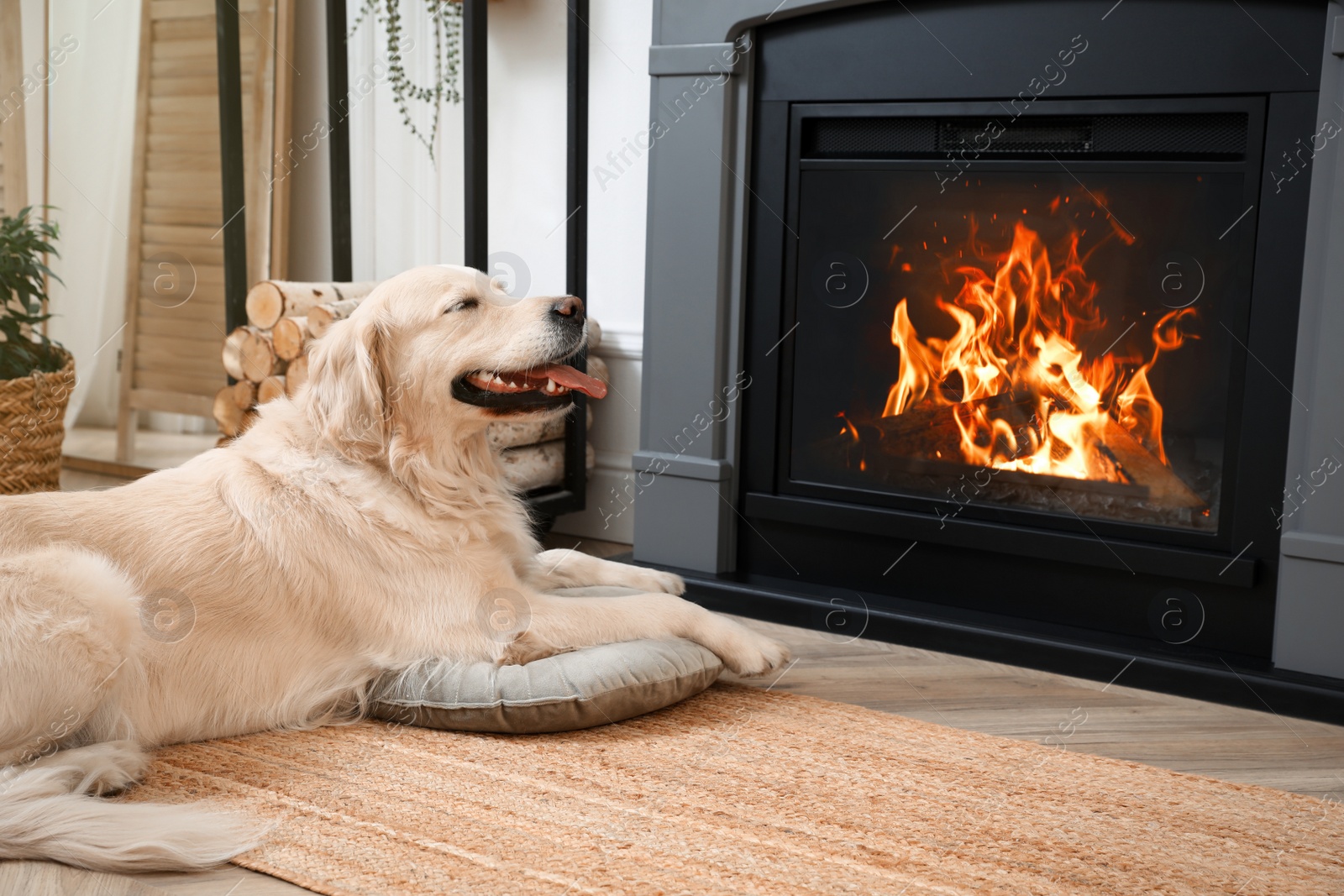 Photo of Adorable Golden Retriever dog on floor near electric fireplace indoors