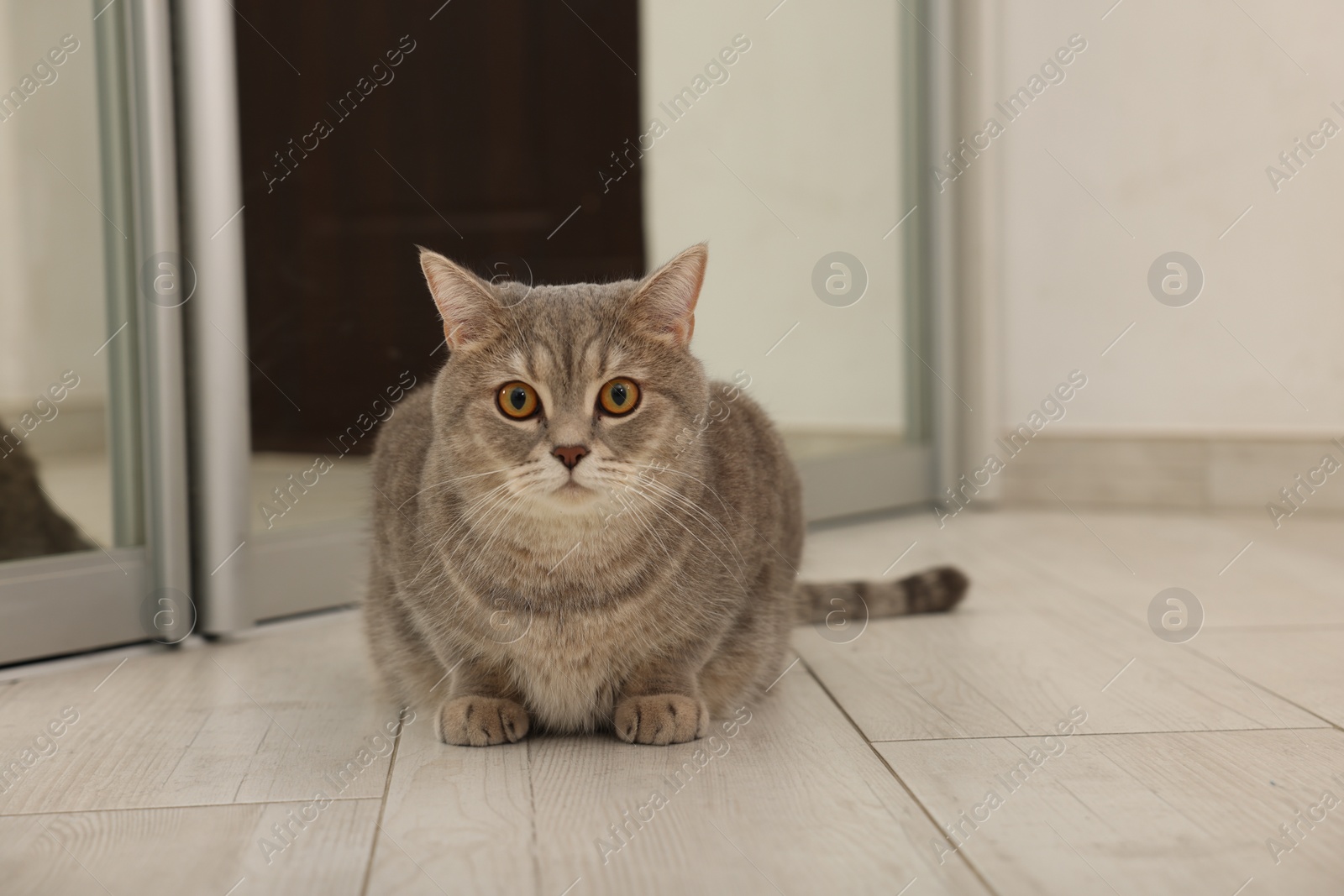 Photo of Cute Scottish cat on wooden floor at home