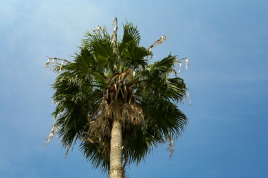 Photo of Tropical palm with beautiful green leaves against blue sky, low angle view