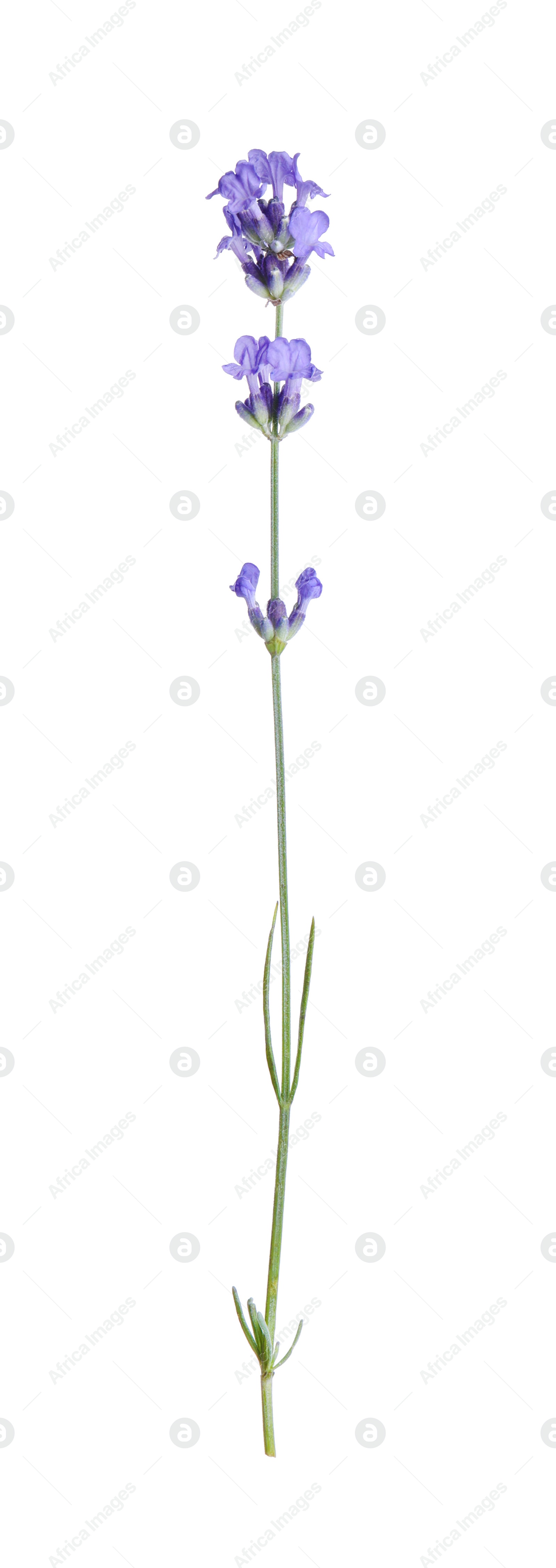 Photo of Beautiful blooming lavender flower isolated on white