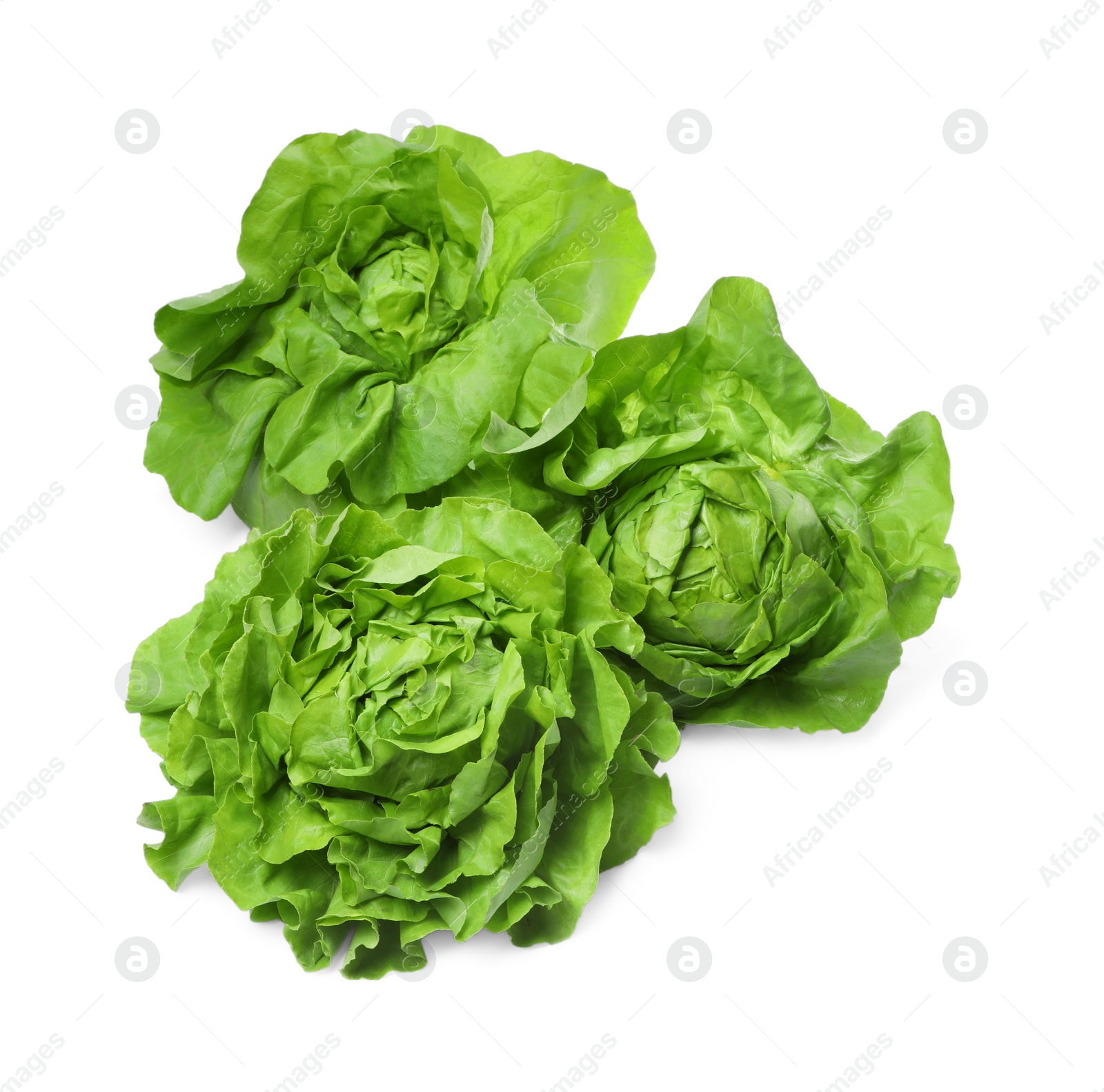 Photo of Fresh green butter lettuce heads isolated on white