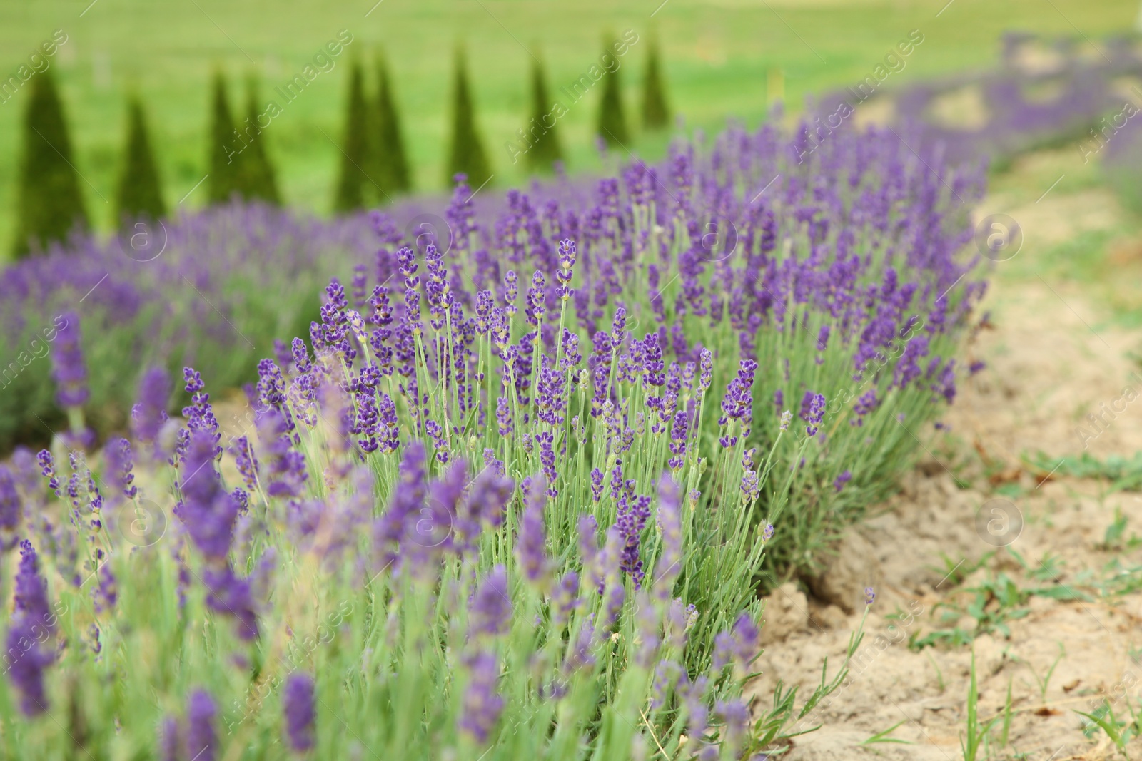 Photo of View of beautiful blooming lavender growing in field