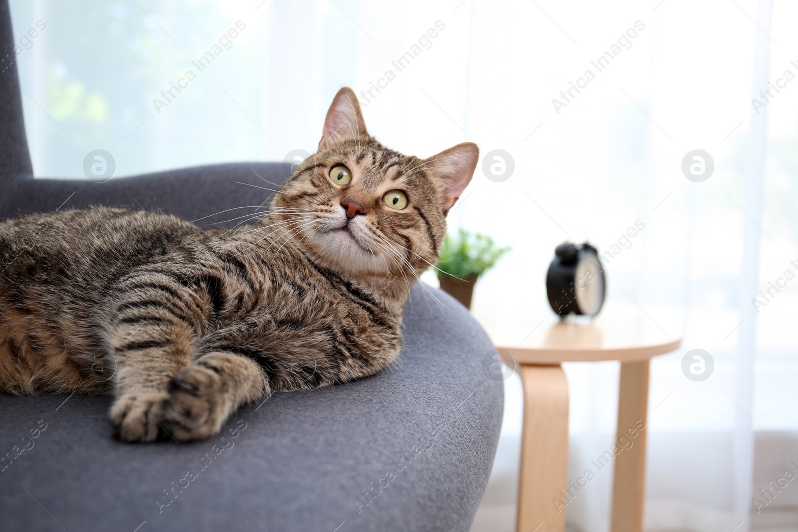 Photo of Cute cat resting on sofa at home