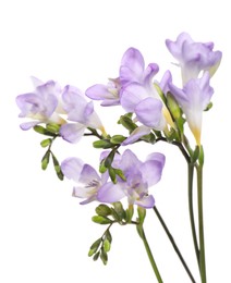 Beautiful violet freesia flowers isolated on white