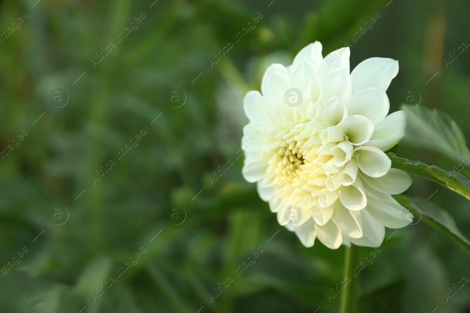 Photo of Beautiful blooming white dahlia flower in green garden