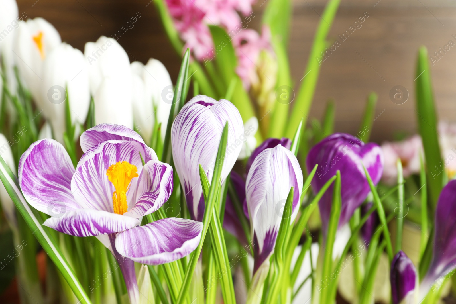 Photo of Beautiful fresh spring crocus flowers, closeup view