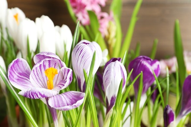 Photo of Beautiful fresh spring crocus flowers, closeup view