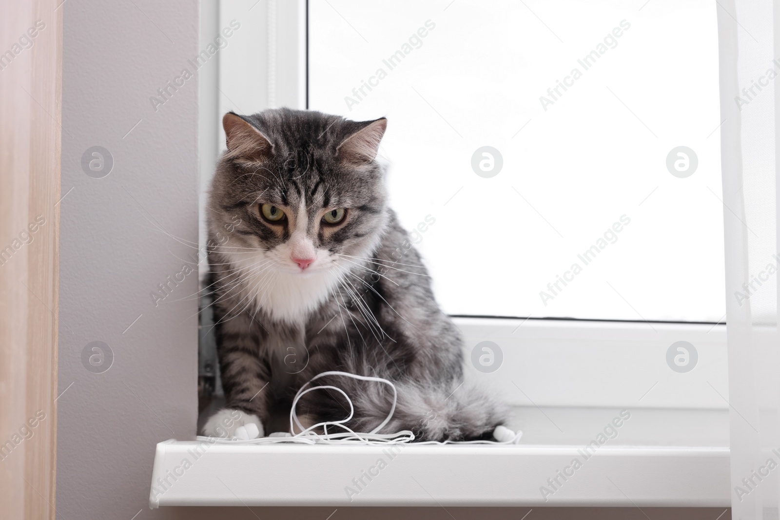 Photo of Naughty cat with damaged wired earphones on windowsill indoors