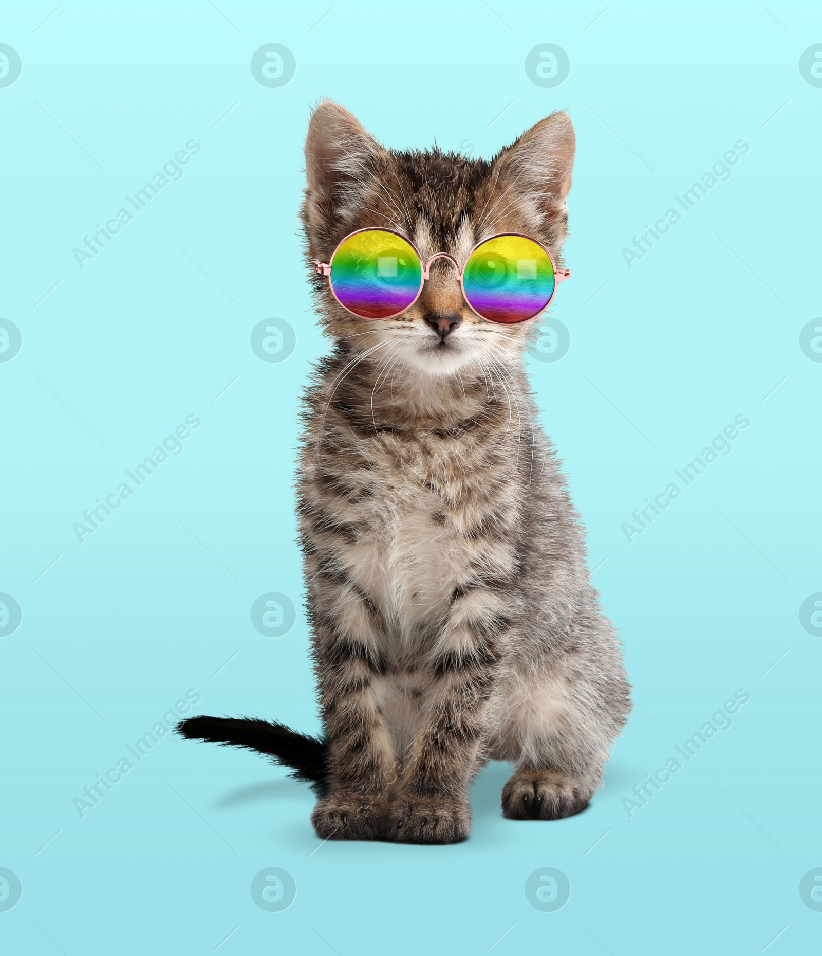 Image of Funny cat in stylish sunglasses with rainbow lenses on cyan background
