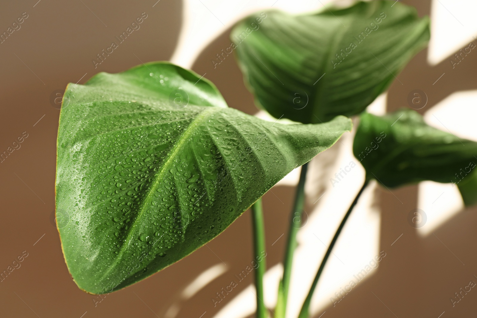 Photo of Beautiful plant with wet leaves near beige wall indoors, closeup. House decoration