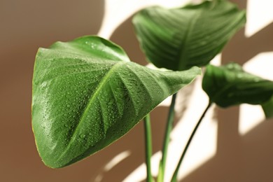 Photo of Beautiful plant with wet leaves near beige wall indoors, closeup. House decoration