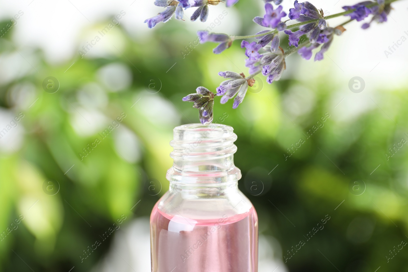 Photo of Bottle of lavender essential oil against blurred background, closeup