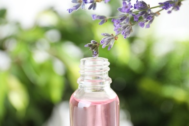 Bottle of lavender essential oil against blurred background, closeup