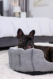 Photo of Adorable French Bulldog lying on dog bed indoors. Lovely pet