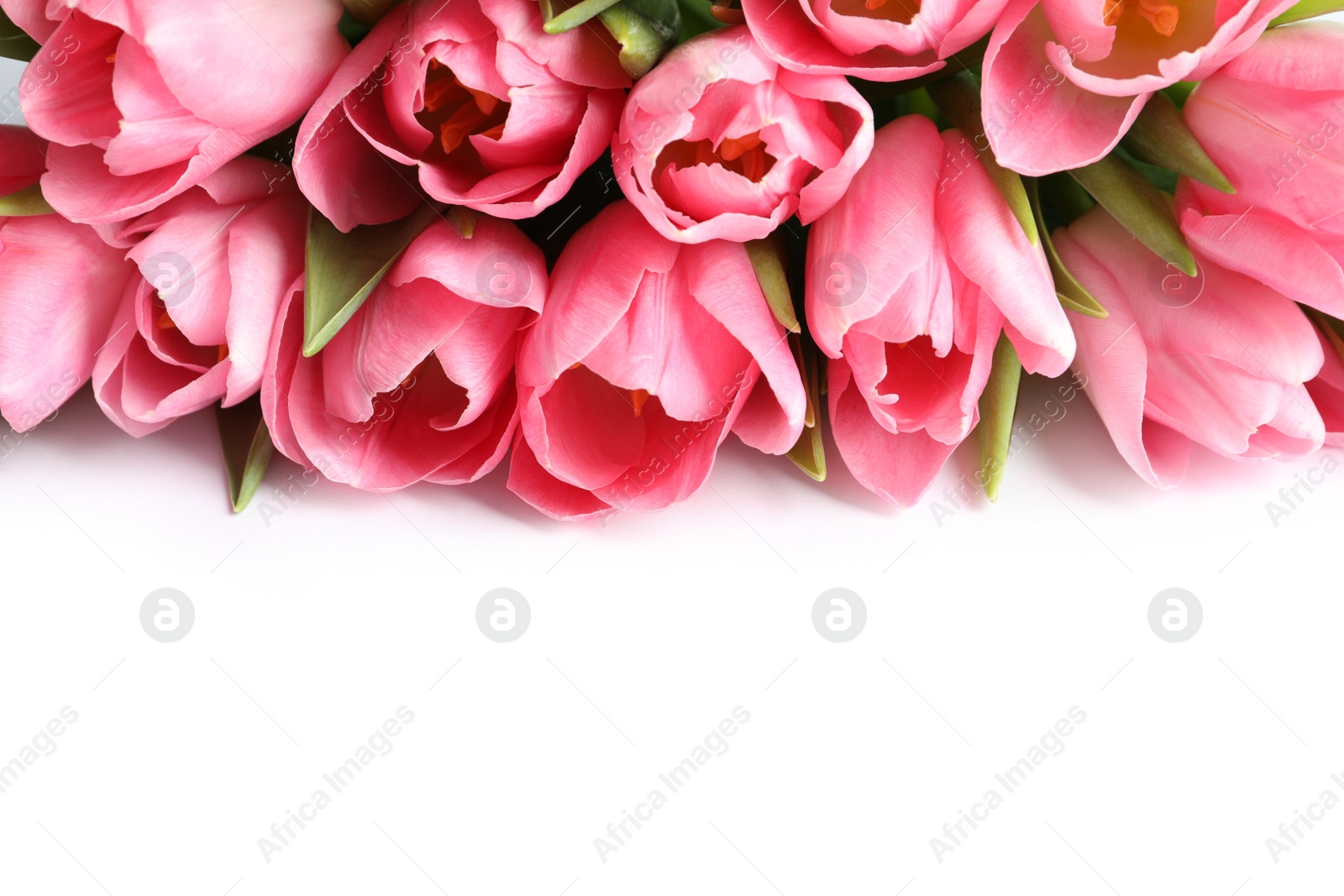 Photo of Beautiful spring tulips on white background. International Women's Day