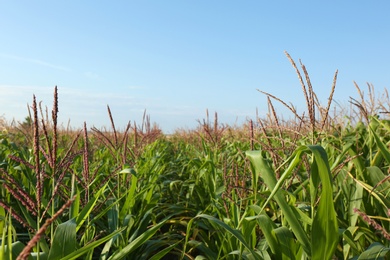 Beautiful view of corn field against blue sky