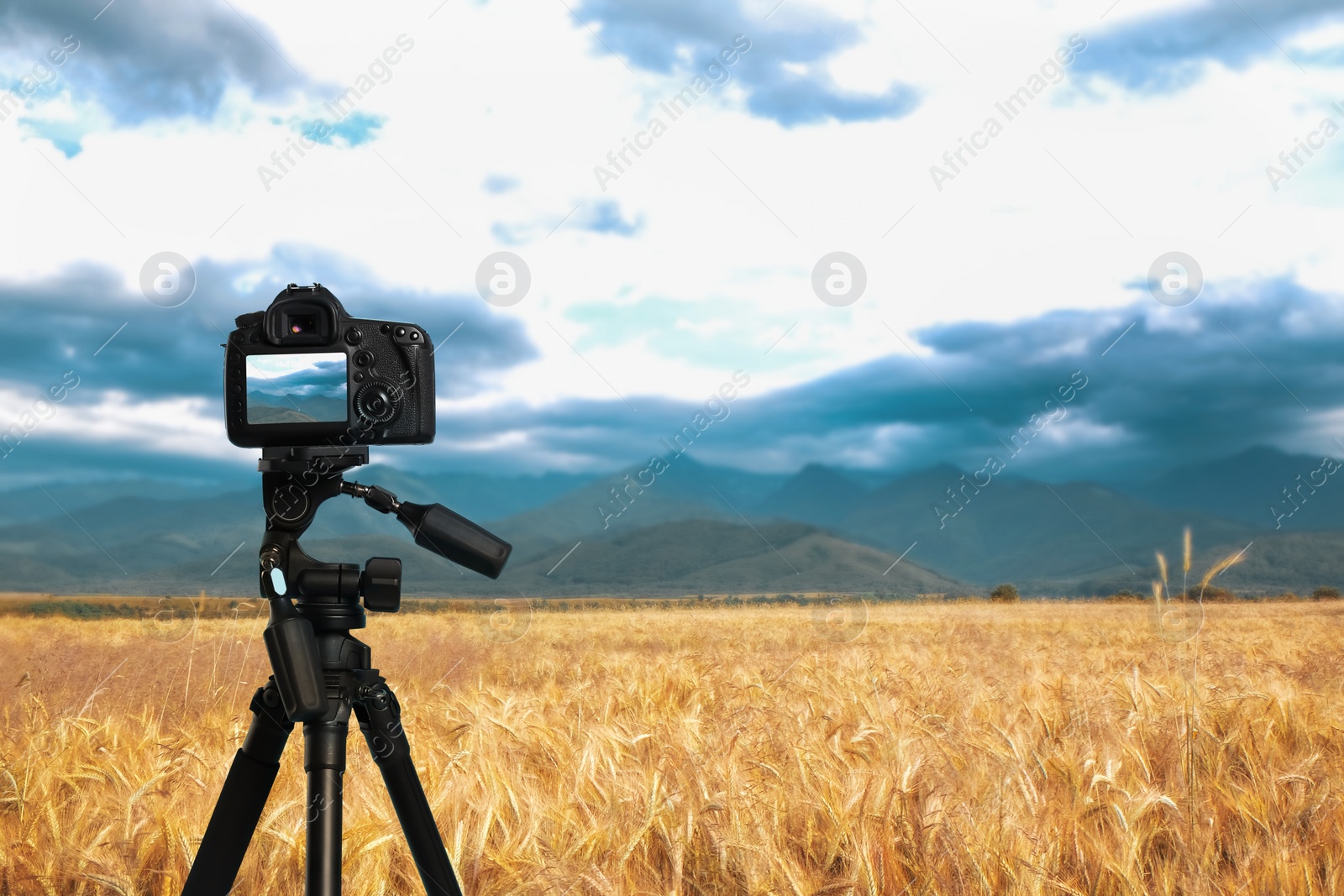 Image of Taking photo of beautiful wheat field with camera mounted on tripod