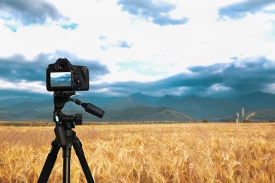Image of Taking photo of beautiful wheat field with camera mounted on tripod