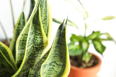 Closeup view of sansevieria plant on blurred background. Home decor