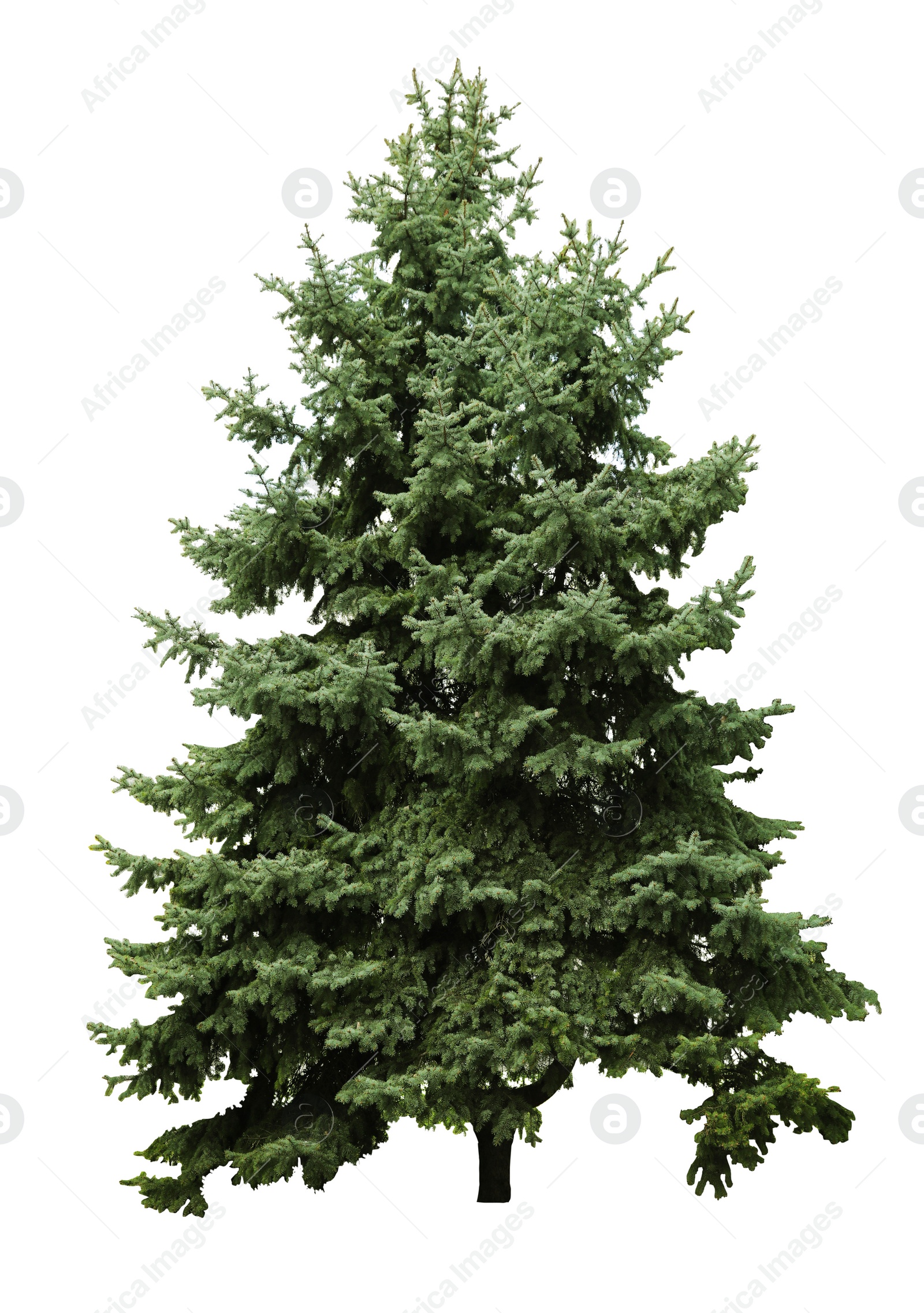 Image of Beautiful evergreen fir tree on white background