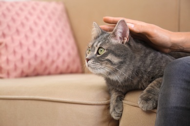 Young woman and cute gray tabby cat on couch indoors, closeup. Lovely pet