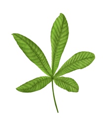 Horse chestnut tree leaf isolated on white