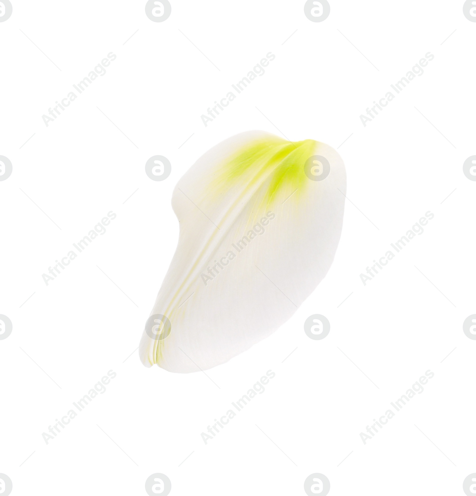 Photo of Beautiful fresh tulip petal isolated on white