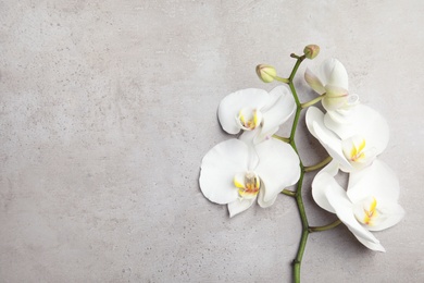 Photo of Branch with beautiful tropical orchid flowers on grey background, top view. Space for text