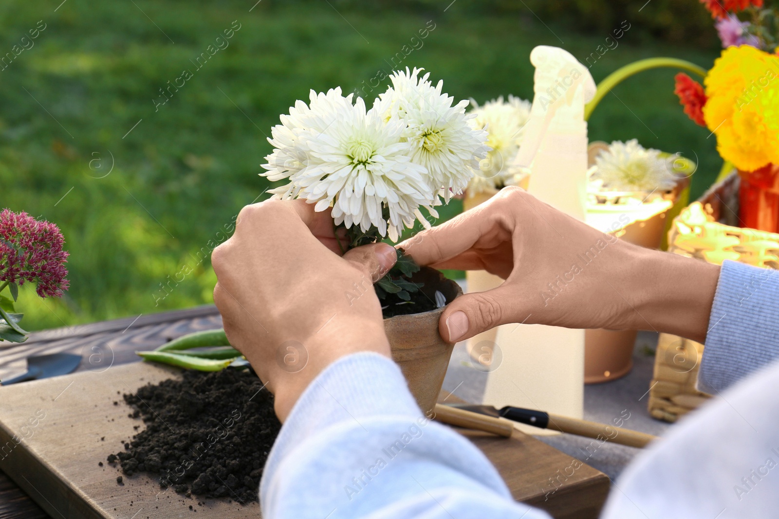 Photo of Woman transplanting flower into pot in garden, closeup