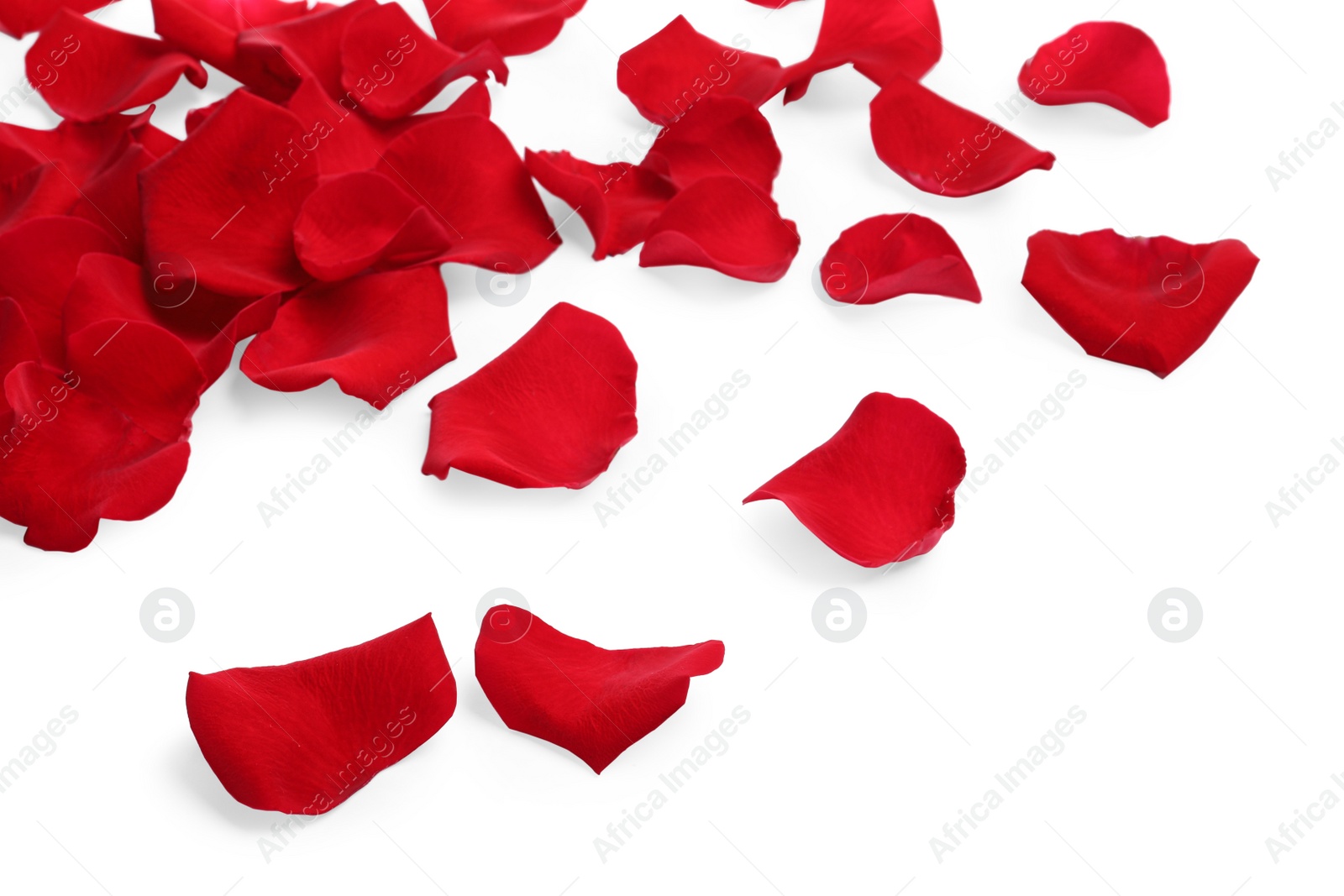 Photo of Many red rose petals on white background