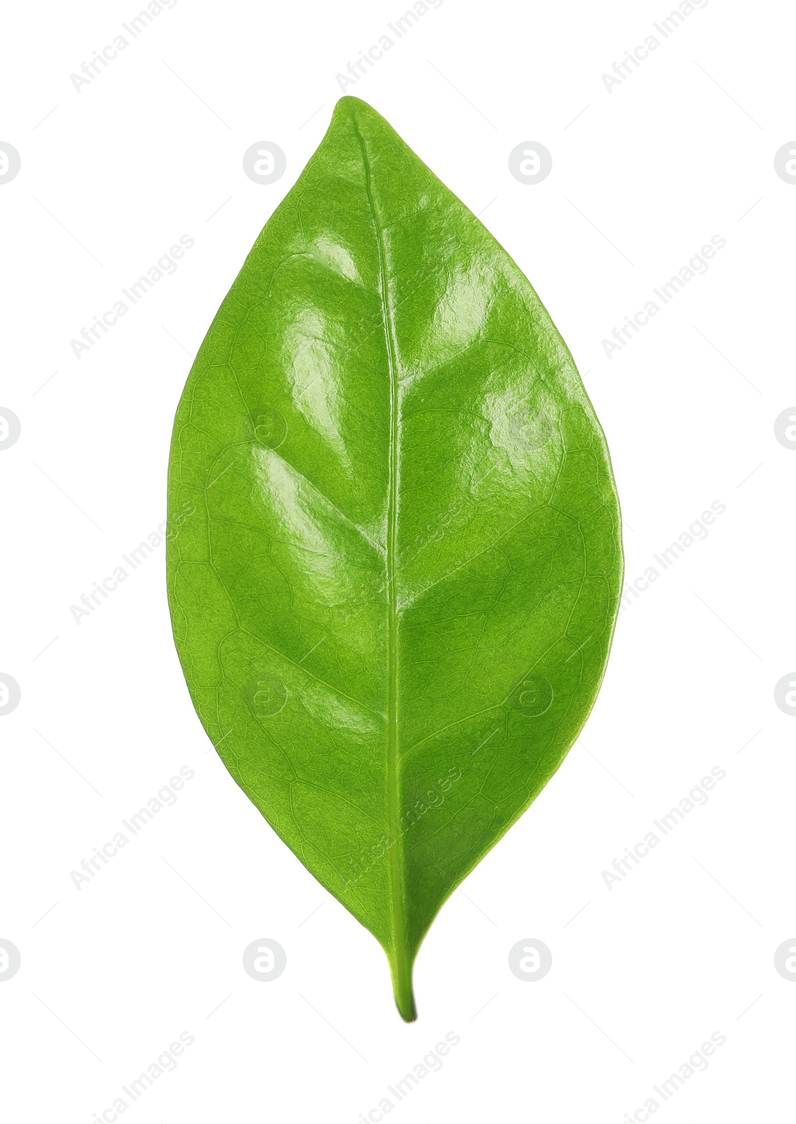 Photo of Fresh green coffee leaf isolated on white