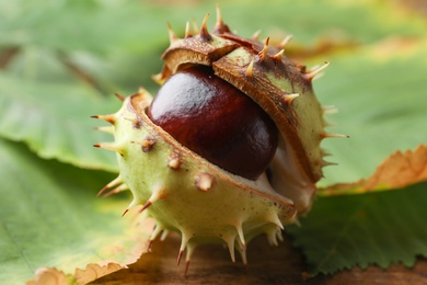 Photo of Horse chestnut in husk and leaves on wooden table, closeup