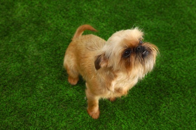 Studio portrait of funny Brussels Griffon dog on green grass