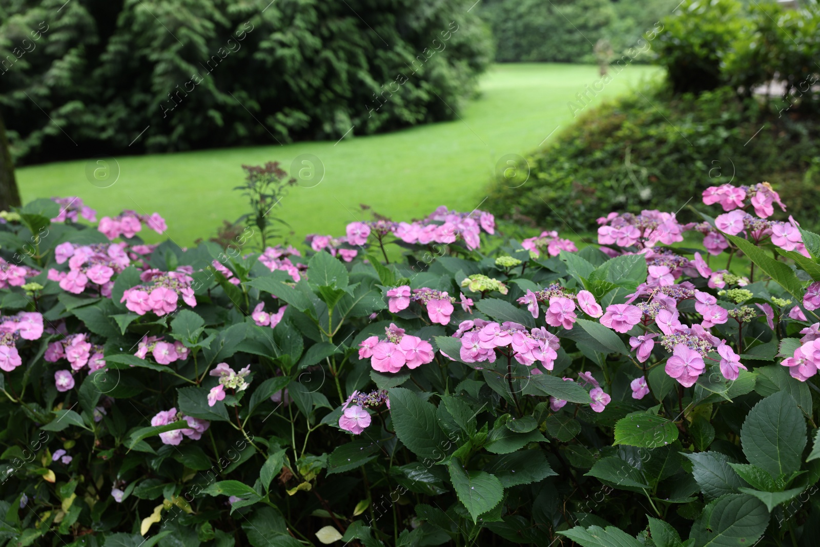 Photo of Beautiful blooming hydrangeas in garden. Landscape design
