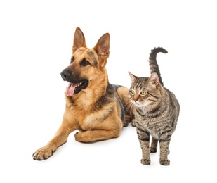 Adorable cat and dog on white background. Animal friendship