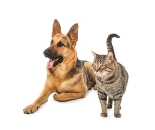 Photo of Adorable cat and dog on white background. Animal friendship