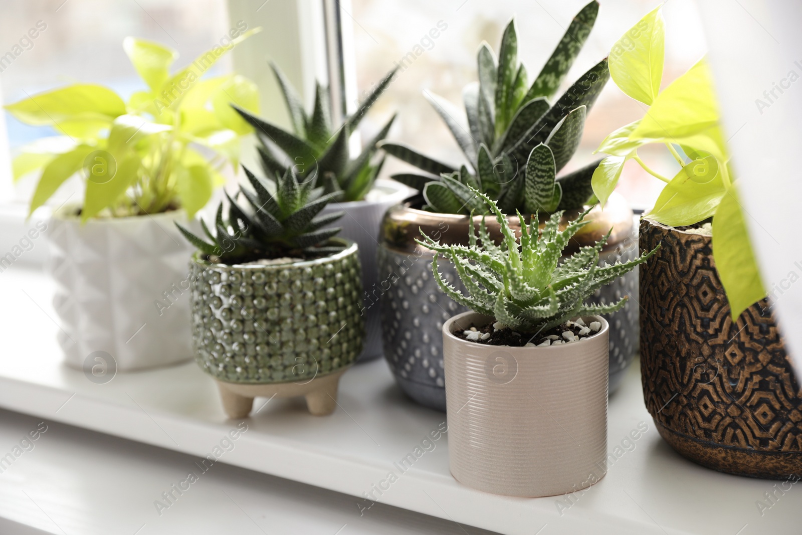 Photo of Beautiful potted houseplants on window sill indoors