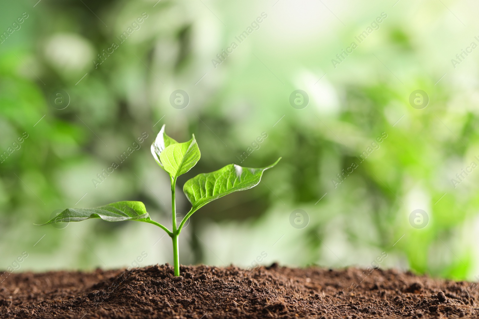 Photo of Young plant in fertile soil on blurred background, space for text. Gardening time